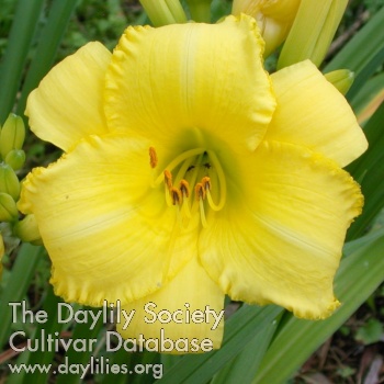 Daylily Pixie Laughter